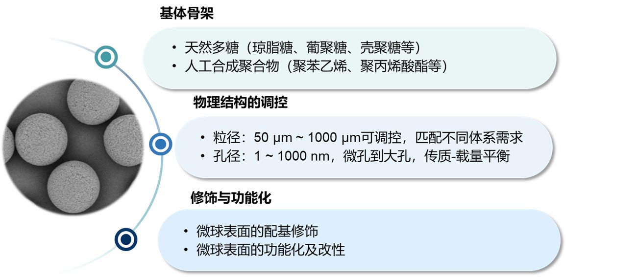 载体微球电镜照片